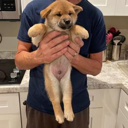 Boy 1 - Red male Shiba Inu puppy in Milton, Florida from Moonlight Shibas
