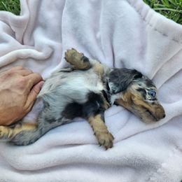 Linda - Dapple female Dachshund puppy in Ocala, Florida from Airam's Dachshunds