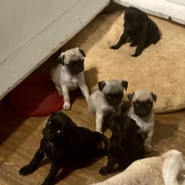 Cocker Spaniel, Pembroke Welsh Corgi, and Pug Puppies from Southern Cottage Pups