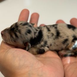 Leo - Dapple male Dachshund puppy in Goodyear, Arizona from D&C Royal Dachshunds LLC