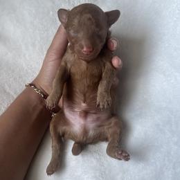 Baja - Red  male Poodle puppy in Saint Cloud, Florida from Doodle & Poodle Valley