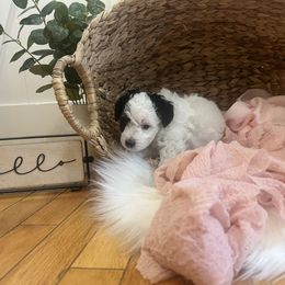 Bernedoodle Puppies from Timber Trail Bernedoodles RI
