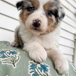 Bellini - Blue merle female Australian Shepherd puppy in Kearney, Nebraska from Helix Aussies