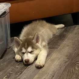 Pomsky and Siberian Husky Puppies from Pine and Sea Pomskies