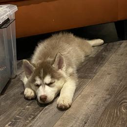 Pomsky and Siberian Husky Puppies from Pine and Sea Pomskies