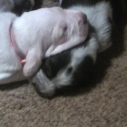 Spinone Italiano Puppies from Maple Hollow Spinone