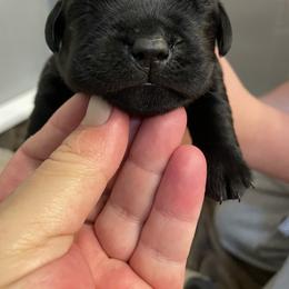 Orange collar boy - Black male Labrador Retriever puppy in Desert Hot Springs, California from Outlaws Labradors