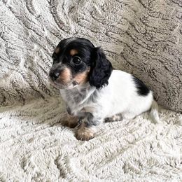 Dachshund Puppies from A-Z Dachshunds