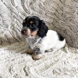 Dachshund Puppies from A-Z Dachshunds