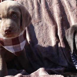 Labrador Retriever Puppies from Jungle Lake Labrador Lodge