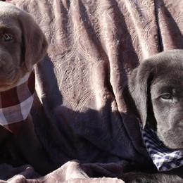 Labrador Retriever Puppies from Jungle Lake Labrador Lodge