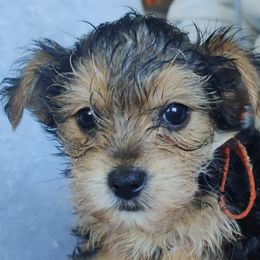 Yorkshire Terriers from Yorkie Puppies