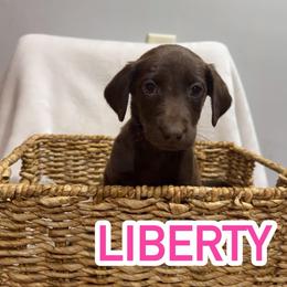 Liberty - Chocolate female Labrador Retriever puppy in Lucasville, Ohio from Backwoods Labradors