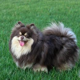 Layla - Pomeranian