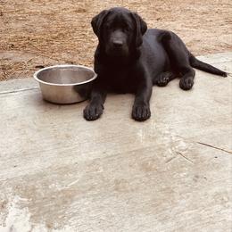 Labrador Retriever Puppies from Walker Hill Labradors