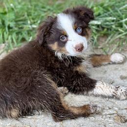 George (tail) - Red tri male Toy Australian Shepherd puppy in College Station, Texas from South Paw Toy Aussies