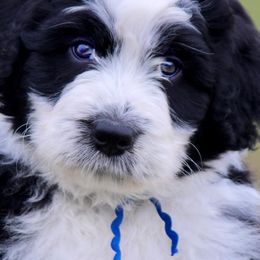 Aussiedoodles and Australian Shepherds from Woodland Aussies & Doodles