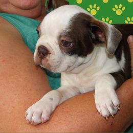 Brady - Red male Boston Terrier puppy in Powell Butte, Oregon from RVF Boston Terriers