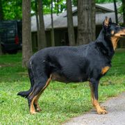 Suki - Beauceron