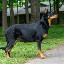 Suki - Beauceron