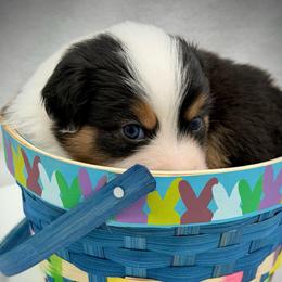 Girl 3 - Black tri-color female Australian Shepherd puppy in Cape Girardeau, Missouri from Real McCoy Australian Shepherds