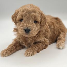 Moose - Red  male Goldendoodle puppy in Millersburg, Ohio from Ohio Puppy Paws