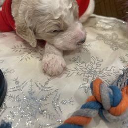 Zane - Parti male Poodle puppy in Mobile, Alabama from Semmy’s Standard Poodle LLC