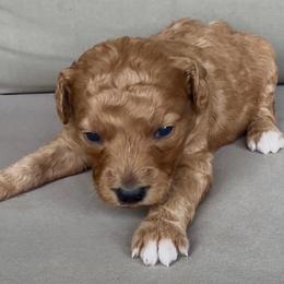 Boy1 - Red  male Goldendoodle puppy in Meridian, Mississippi from Magnolia Poodles and Doodles