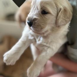 Black Boy - Light golden Golden Retriever puppy in Paradise, Texas from M5 Goldens/Stephanie's Paws Unlimited
