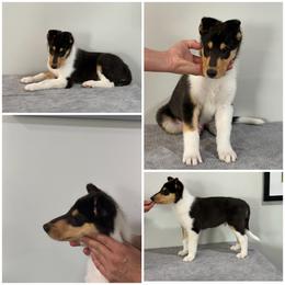 Oreo - Black white and tan male Collie puppy in Rostraver Township, Pennsylvania from East View Farm