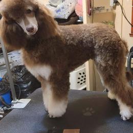 Nola - Poodle