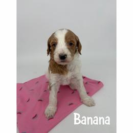 Banana - Parti male Goldendoodle puppy in Smithfield, Kentucky from KBK9 Kennels