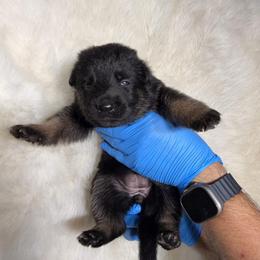 Girl 3 - Black and tan female German Shepherd puppy in Hollis Center, Maine from Noble German Shepherds of Maine