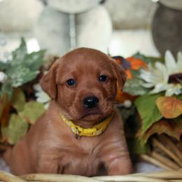 Sitka - Yellow male Labrador Retriever puppy in Twin Falls, Idaho from Whispering White Pines Labradors