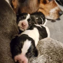Princess Atta - Black and white female Beagle puppy in Bois D Arc, Missouri from Country Home Pets and Farm