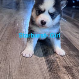 Starburst - Wolf sable female Pomsky puppy in Mount Washington, Kentucky from My Perfect Pomsky Pet