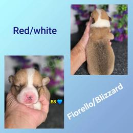 E8 - Red male Pembroke Welsh Corgi puppy in Jacksonville, Texas from ArmnalegRanch LLC
