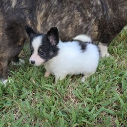 Sashay - White black and tan female Papillon puppy in Hollister, Missouri from Swan Creek Kennel