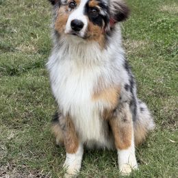 Glacier - male Australian Shepherd puppy in Waddell, Arizona from Luna Lane Aussies