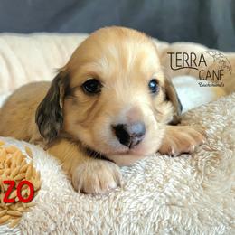 Orzo - Cream male Dachshund puppy in Parma, Idaho from Terracane Dachshunds & Sunwell Golden Retrievers
