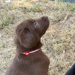 Red Collar - Chocolate male Labrador Retriever puppy in Boise, Idaho from Wings of Freedom Retrievers and Malinois