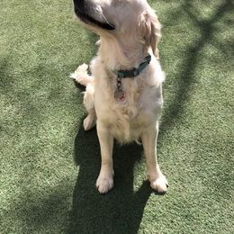 Golden Retriever Puppies from West Coast Cream Goldens