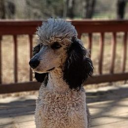 Holly - Poodle