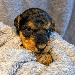 Purple aka Stone - Black and tan male Airedale Terrier puppy in Mooresville, North Carolina from Farm 55