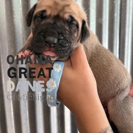 Havana - Fawn female Great Dane puppy in Michigan from Ohana Great Danes of Michigan