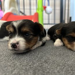 Biewer Terrier Puppies from Bouquet Biewers