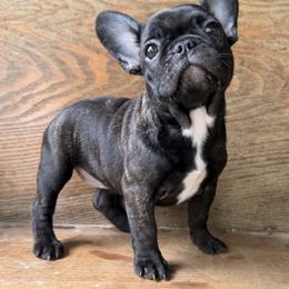 Sissy - Brindle female French Bulldog puppy in Salem, Illinois from Itsabulldogthing