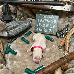 Labrador Retriever Puppies from Corey Shaylor's Labrador Retrievers