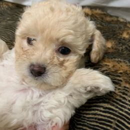 Goldendoodle and Poodle Puppies from Rocking j doodles