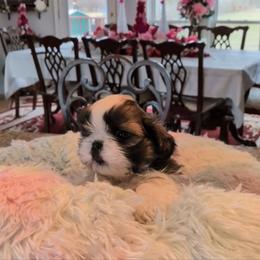 Alicia Marie - Gold and white female Shih Tzu puppy in Pleasant Hill, Missouri from Misty Dajavue Shih-Tzu